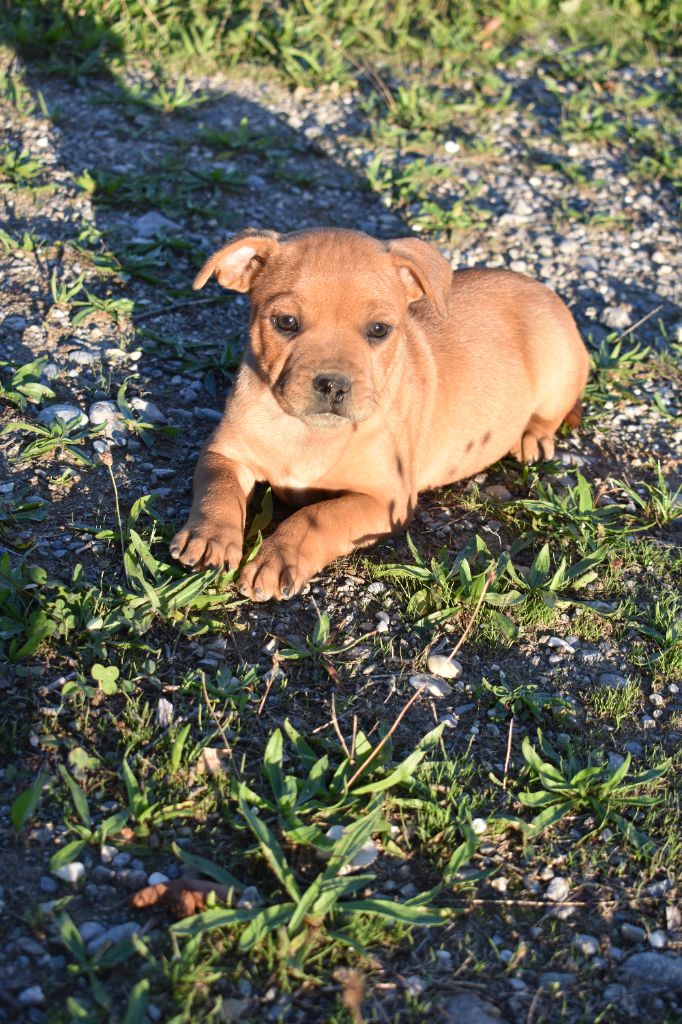 du Caldeira De La Madone - Chiots disponibles - Staffordshire Bull Terrier