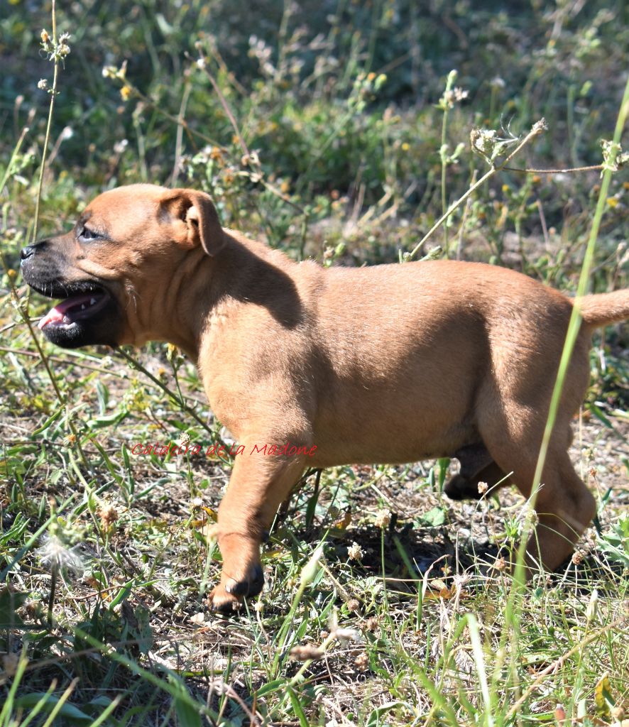 du Caldeira De La Madone - Chiots disponibles - Staffordshire Bull Terrier