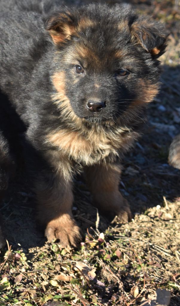 du Caldeira De La Madone - Chiots disponibles - Berger Allemand Poil Long