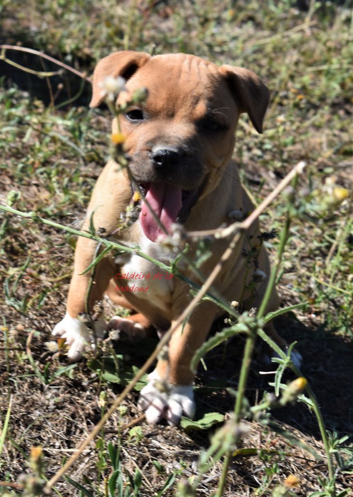 du Caldeira De La Madone - Chiots disponibles - Staffordshire Bull Terrier